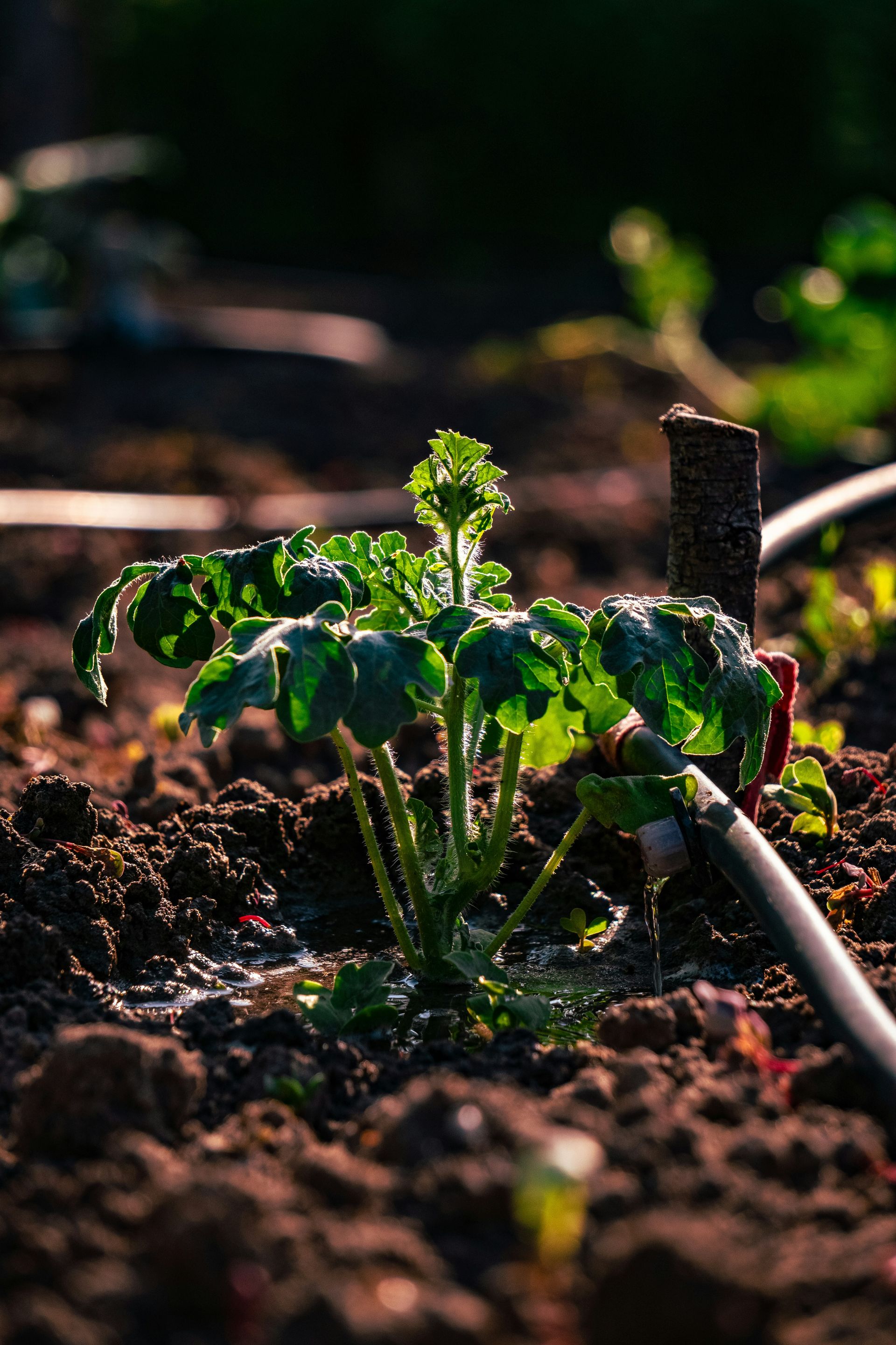 A small plant flourishes in the brown soil.