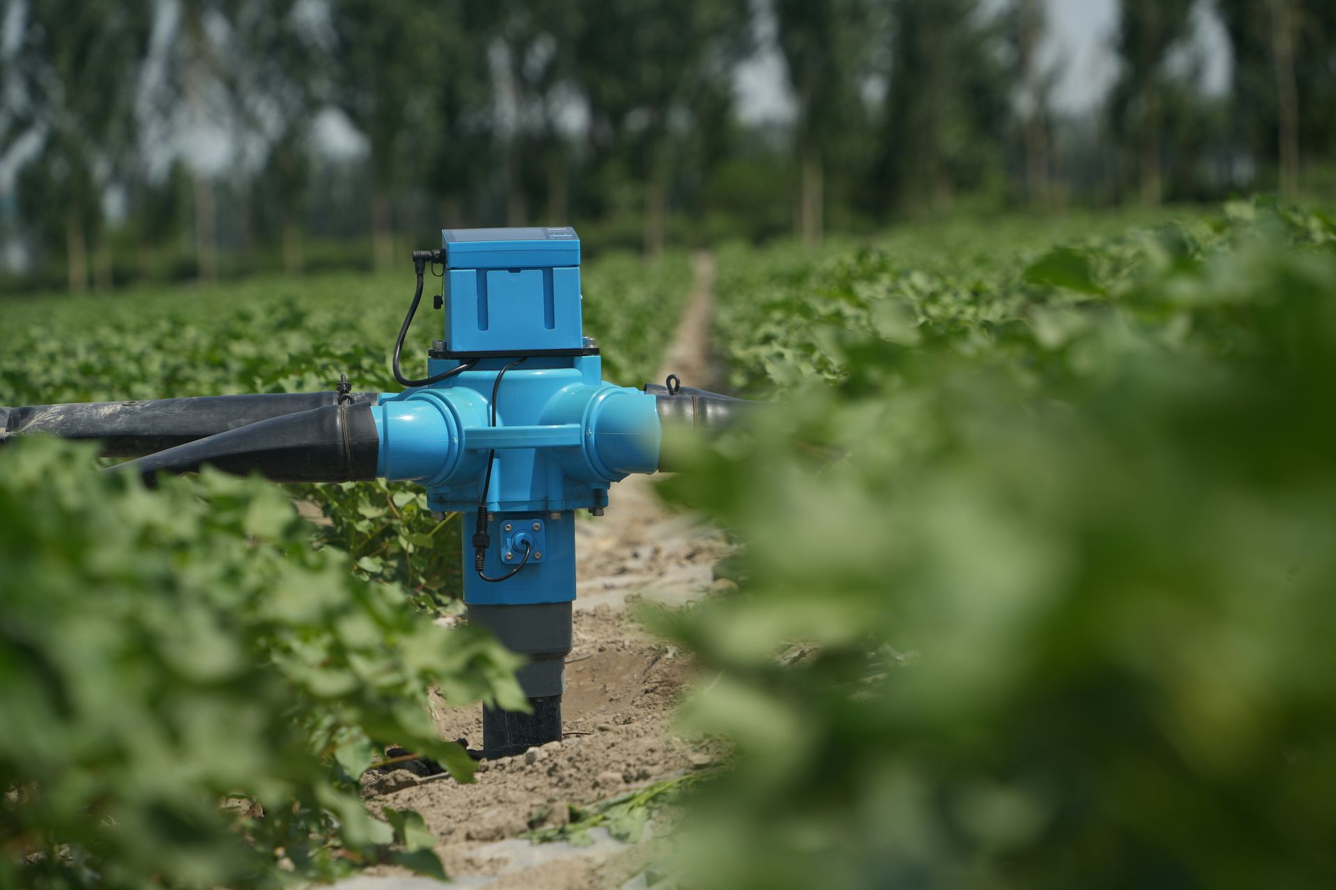 a blue fire hydrant sitting in the middle of a field